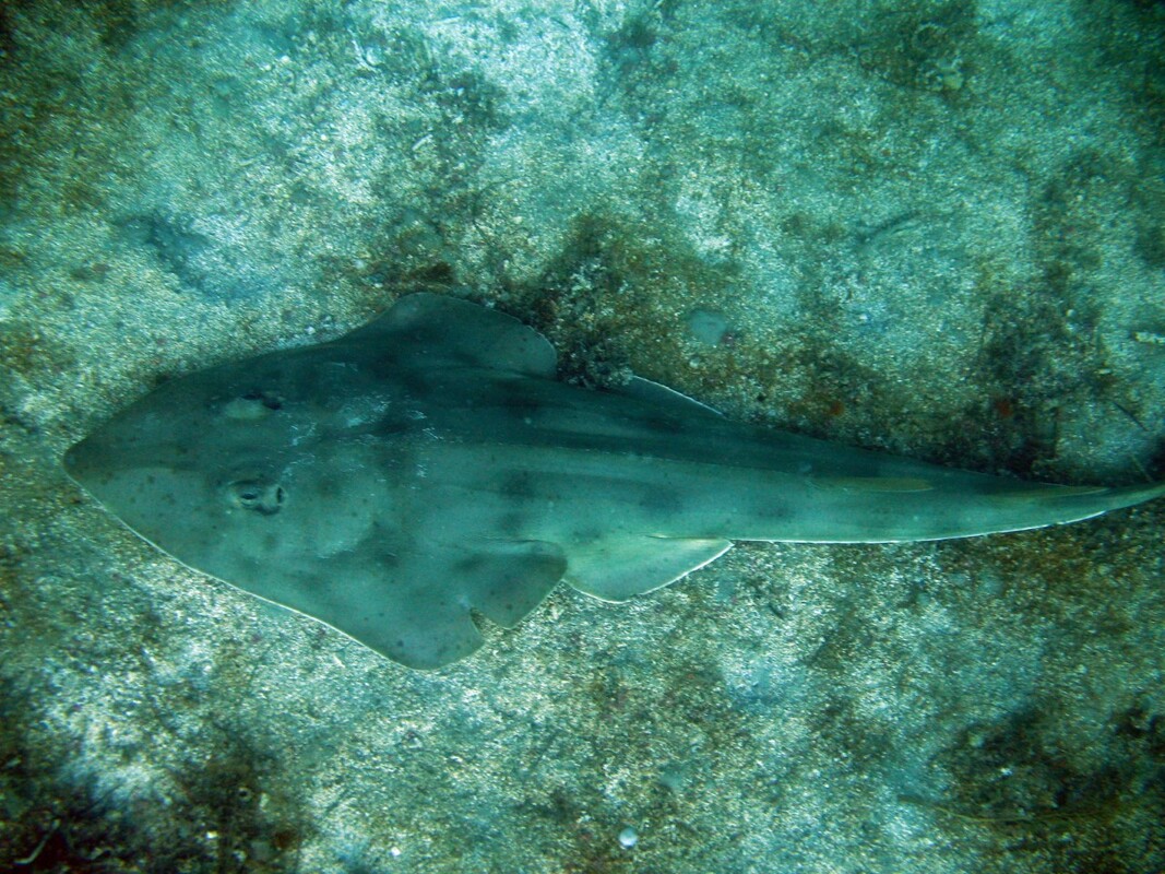 Shark and Ray Awareness Day is Every Day, Blog, Nature